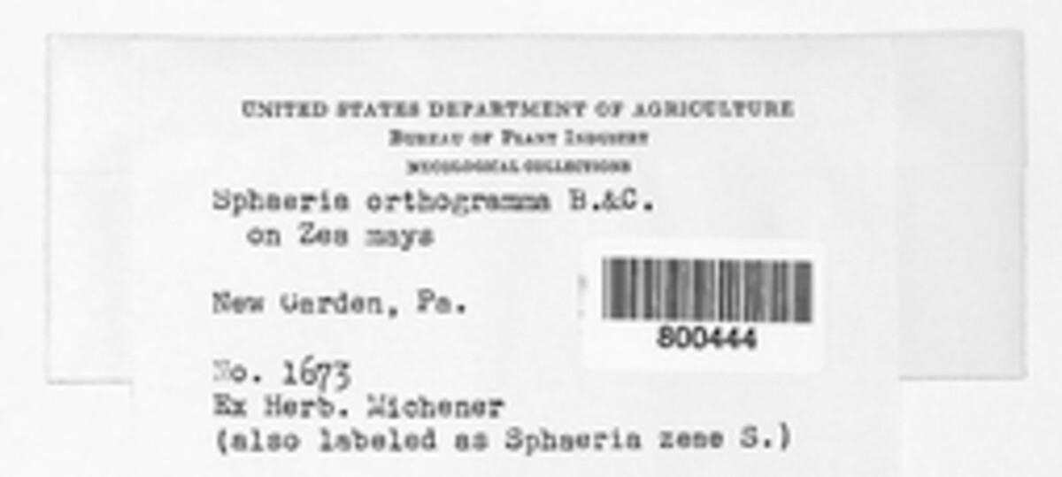 Sphaeria orthogramma image